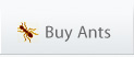 Buy Ants
