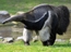 Looks just like a real anteater!