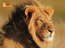 African Lion jigsaw puzzle