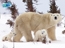 Polar Bears jigsaw puzzle