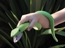 This eastern green mamba snake twists and turns its way around your arm!