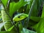 Looks like a real eastern green mamba!