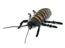 Hissing Cockroach