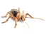 Jerusalem Cricket