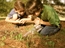 Search for bugs!