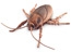 Icky cockroaches