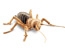 Creepy Jerusalem crickets