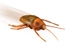Life-like scurrying action!