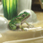 Watch a live tadpole morph into a frog!